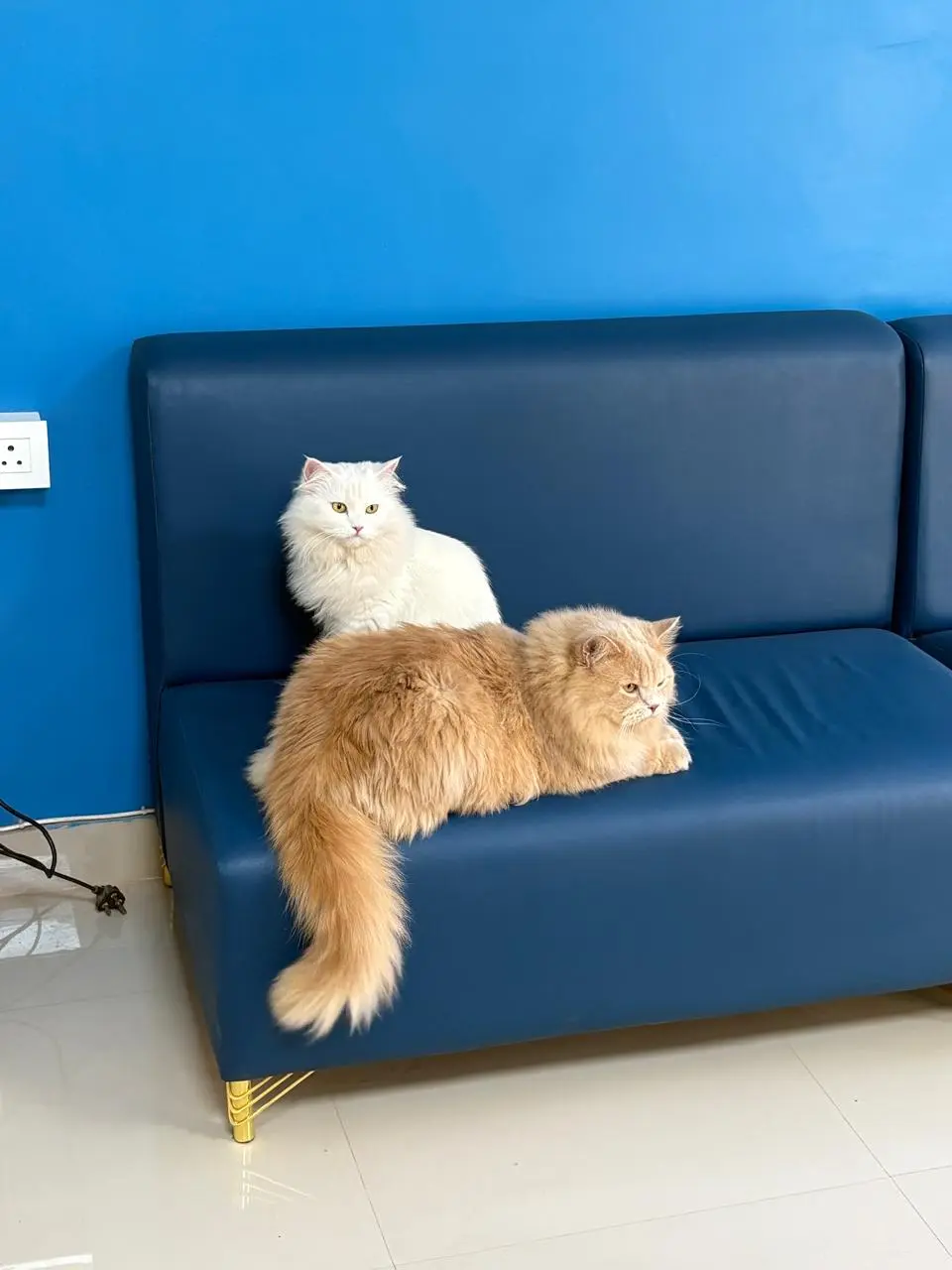 Animed Veterinary Clinic photo 15